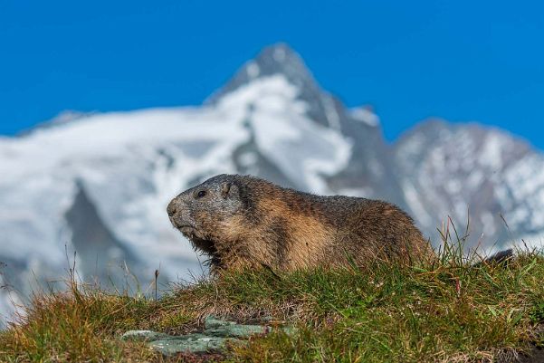 Hohe Tauern & Hornwald - Alpen - August 2023