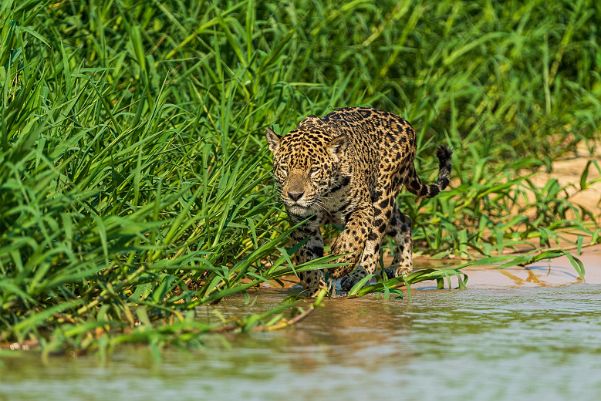 Pantanal - Brasilien - September 2021