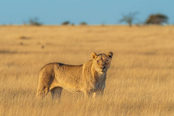 Etosha - Namibia - Mai 2021