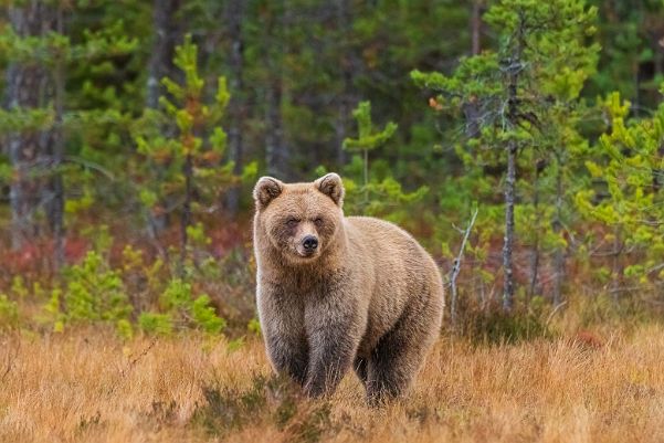 Kainuu - Finnland - September 2022