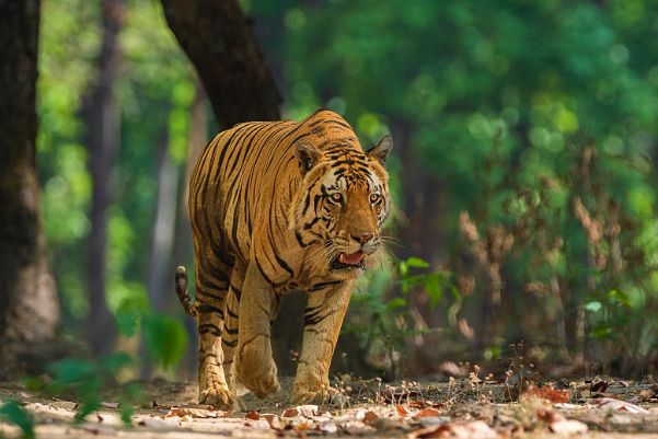 Kanha - Indien - April / Mai 2022