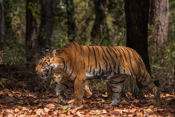 Kanha & Satpura - Indien - März / April 2023